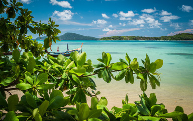 branch of green tree on the beach in phuket, Thailand
