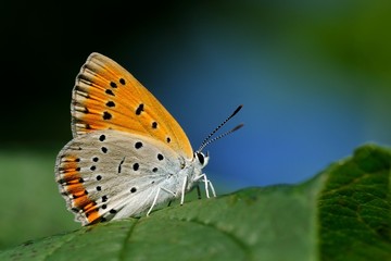 Lycaena dispar