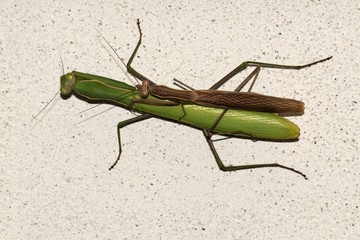 mantis religiosa, accoppiamento