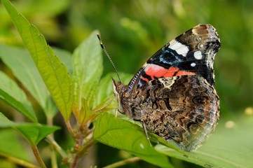 Vanessa atalanta
