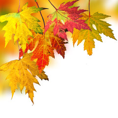 Goldener Herbst: Fallende, bunte Blätter