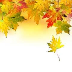 Herbst: Fallende, bunte Blätter