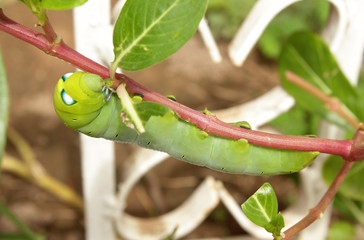 Green caterpillar