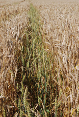 immature wheat