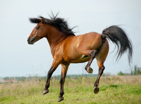 Stallion playing