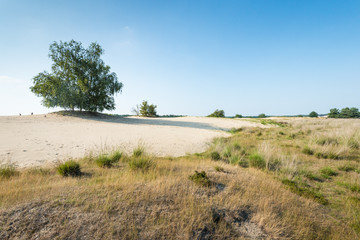 Fototapeta na wymiar Tree growing in a dry sandy nature area