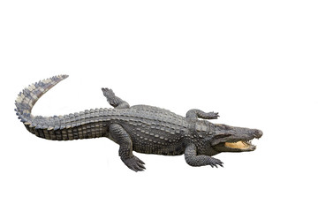 isolate crocodile
