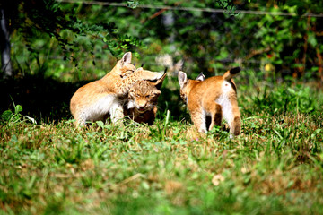 Luchsmama mit Babies