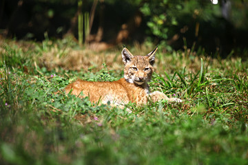 Babyluchs