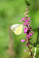 Schmetterling auf lila Blume