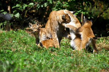Spielende Luchsfamilie