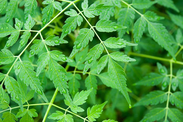 植物と雨の水滴