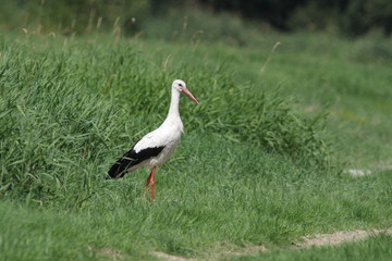 Weißstorch