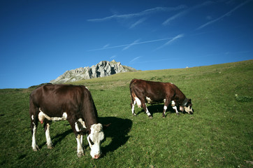 Fototapeta na wymiar krowy na pastwisku - savoie
