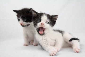Fototapeta na wymiar Relaxing twin kittens