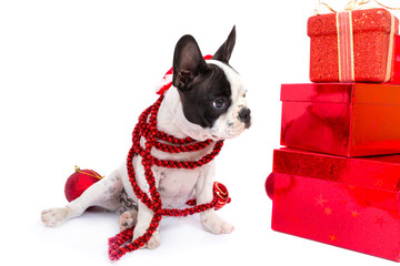 French bulldog puppy in santa hat  with present boxes over white