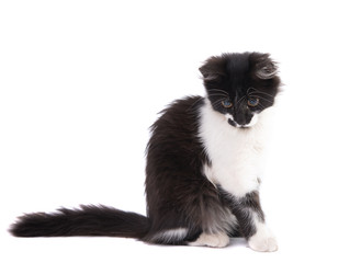 black and white kitten isolated
