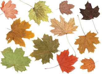 Autumn Leaves over white