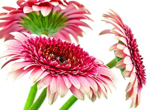 Piękne gerbery na białym tle