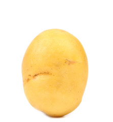 potato isolated