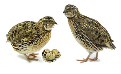 Quails with eggs on white background