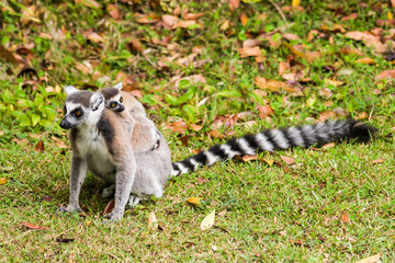 Lemur catta of Madagascar