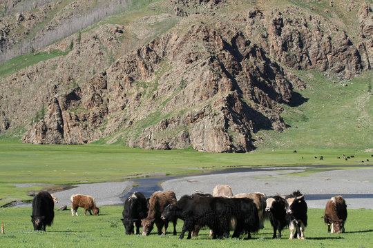 Yacks dans une vallée mongole