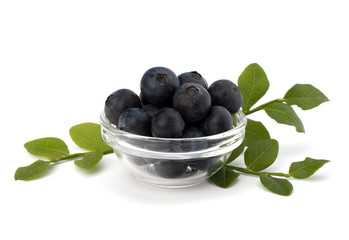 Blue bilberry or whortleberry