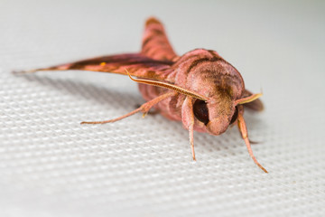 Brown Sphingidae family of moths
