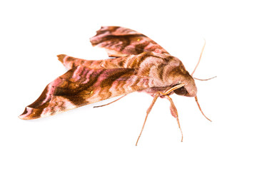 Brown Sphingidae family of moths
