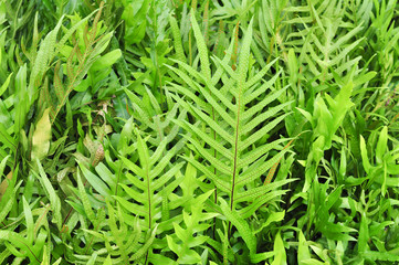 Tropical fern