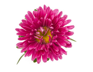 pink aster isolated
