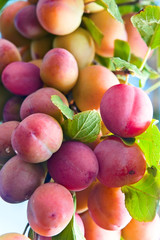 ripe plums