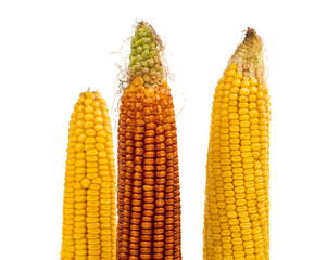 corn isolated