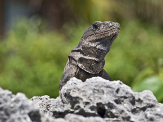 on the rock Iguana