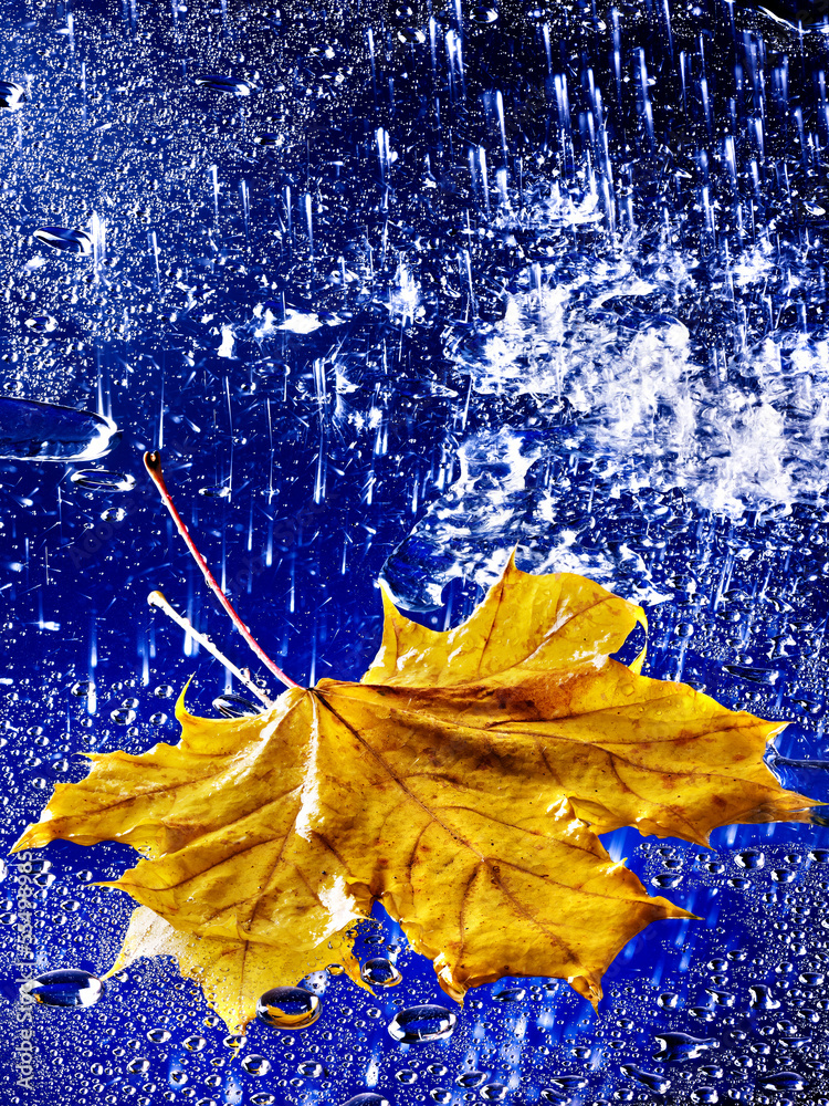 Wall mural autumn leaf floating on water with rain.