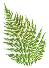 green sprig of fern