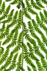 green sprig of fern