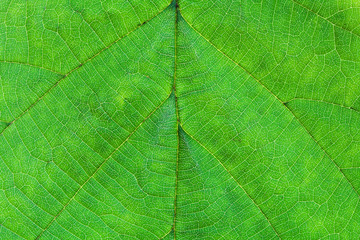 green leaf of hazel tree