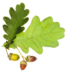 oak leaves and acorns isolated