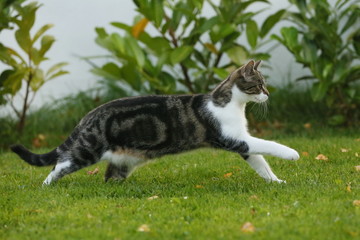 Hauskatze galoppiert