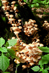 colony of fungi on tree stump