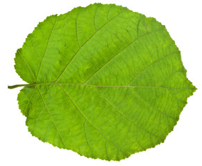green leaf of hazel tree