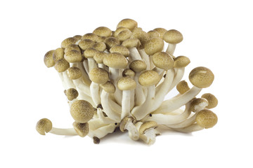 White mushrooms to delicious