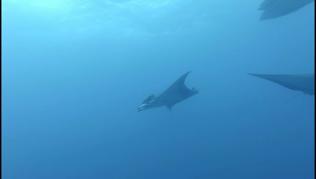 Devil Rays in the Atlantic Ocean, Azores (Ultra HD)