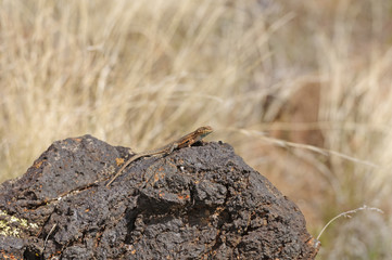 Lizard on Desert Lava