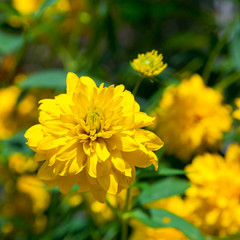 yellow flowers of Rudbeckia