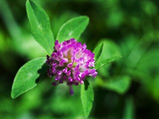 red clover close up