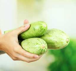 Woman hand holding raw zucchini, outdoors