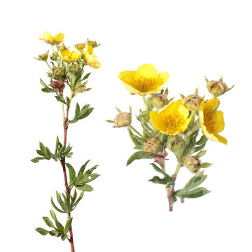 Fototapeta Branch of Shrubby cinquefoil isolated on white